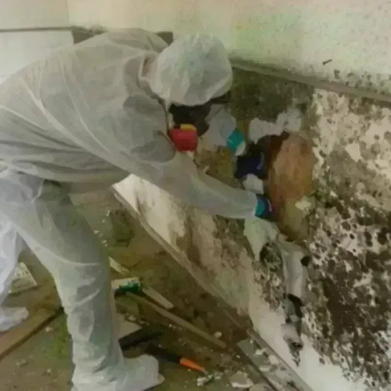 Mold Remediation and Removal in Primera, TX